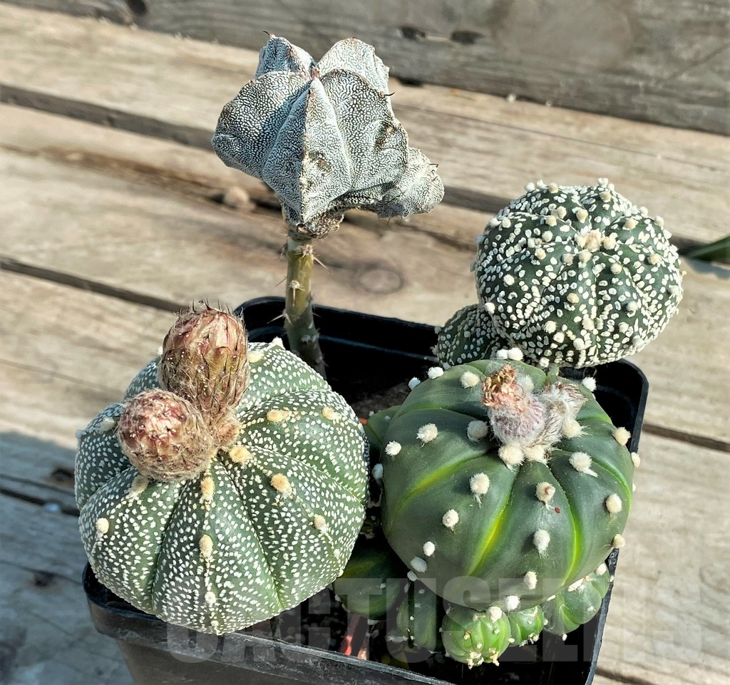 SET96 Astrophytum mix, 4 plants, grafteng