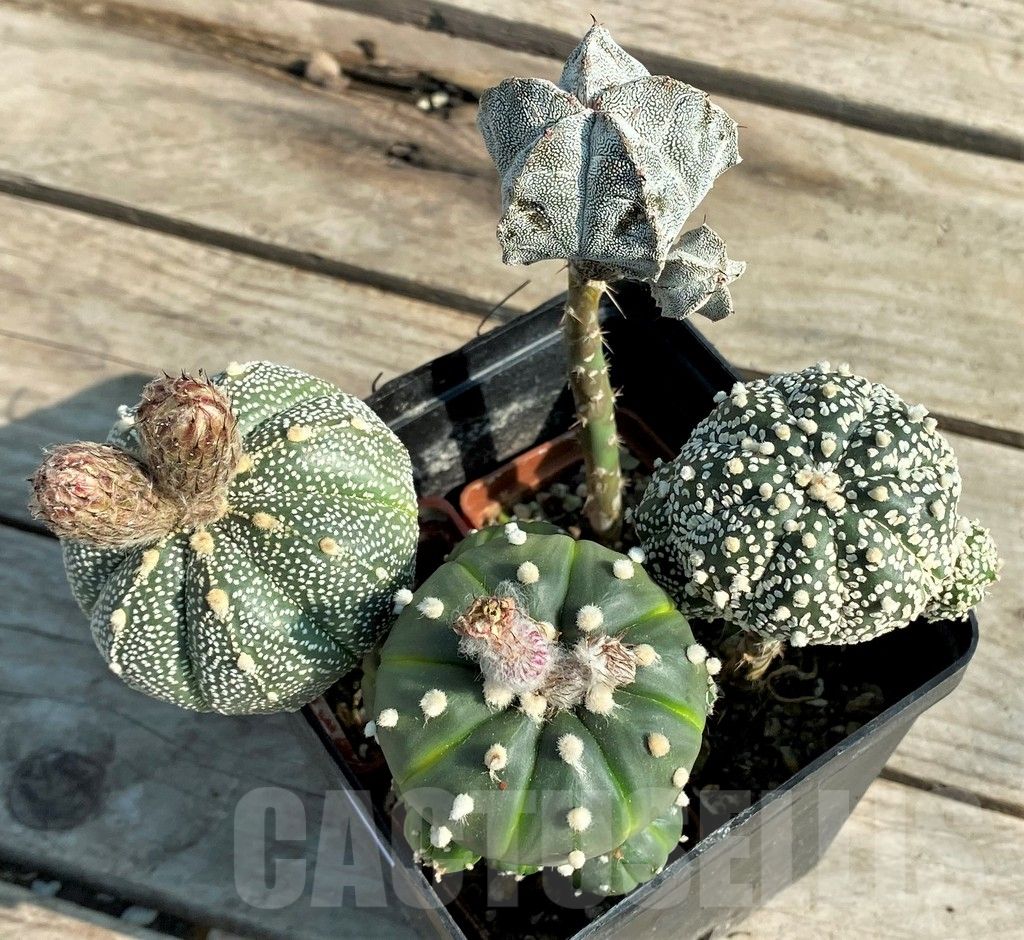 SET96 Astrophytum mix, 4 plants, grafteng - Image 2