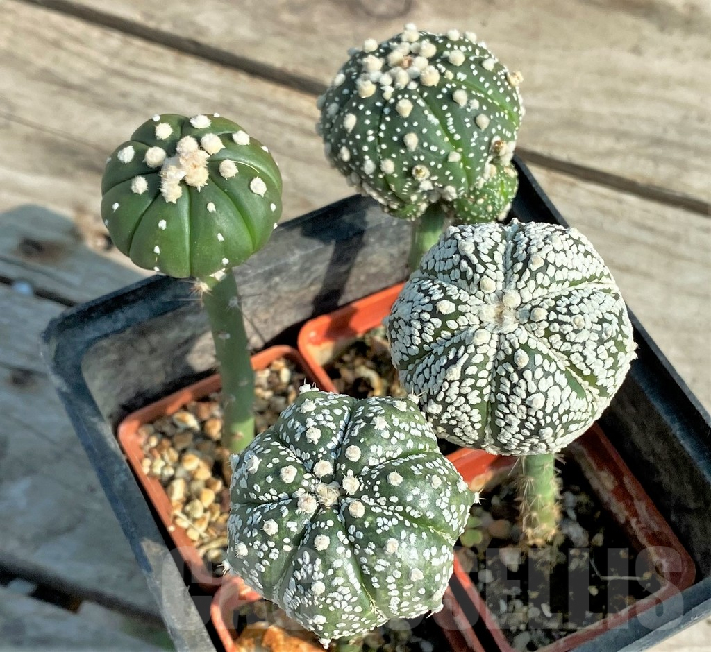 SET97 Astrophytum mix, 4 plants, grafteng