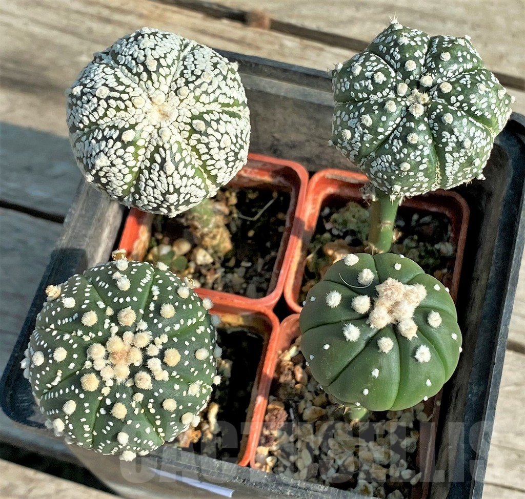 SET97 Astrophytum mix, 4 plants, grafteng - Image 2