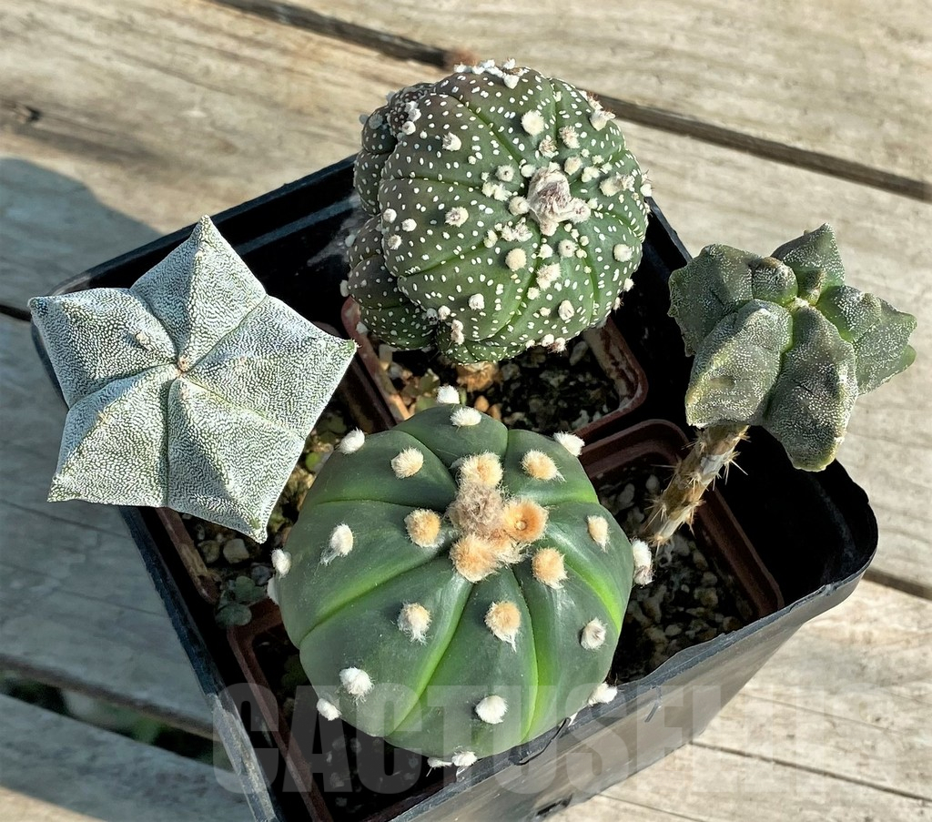 SET98 Astrophytum mix, 4 plants, grafteng
