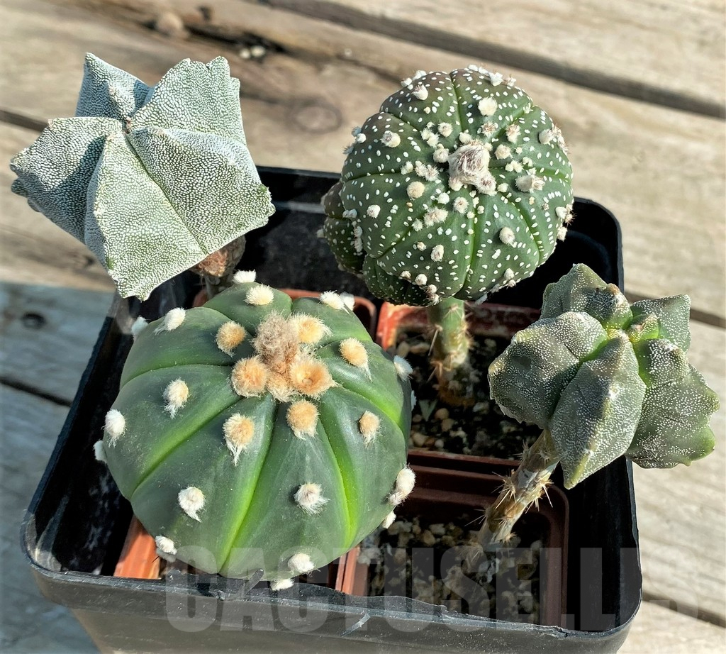 SET98 Astrophytum mix, 4 plants, grafteng - Image 2