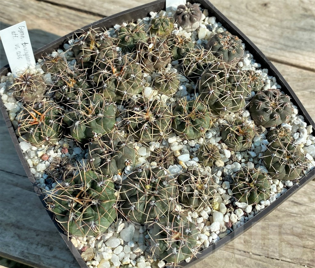 SET99 Gymnocalycium taningaense aff. VG 1266, Gymnocalycium kieslingii VG 1037, all plants - Image 2