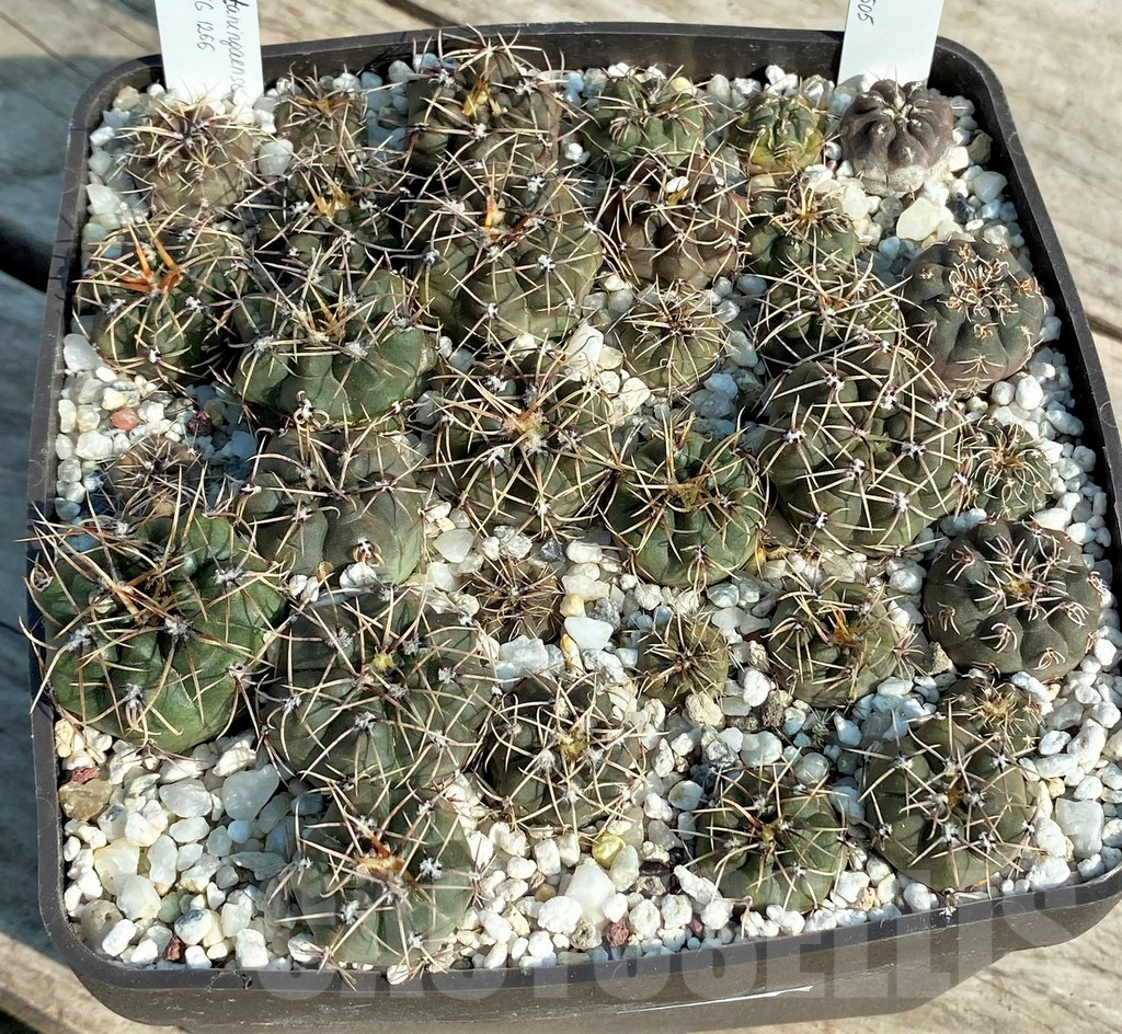 SET99 Gymnocalycium taningaense aff. VG 1266, Gymnocalycium kieslingii VG 1037, all plants