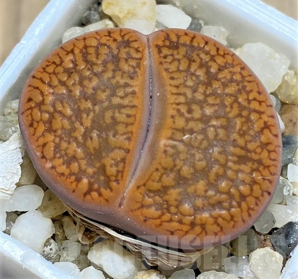 SHPR26917 Lithops aucampiae C255, SH1623