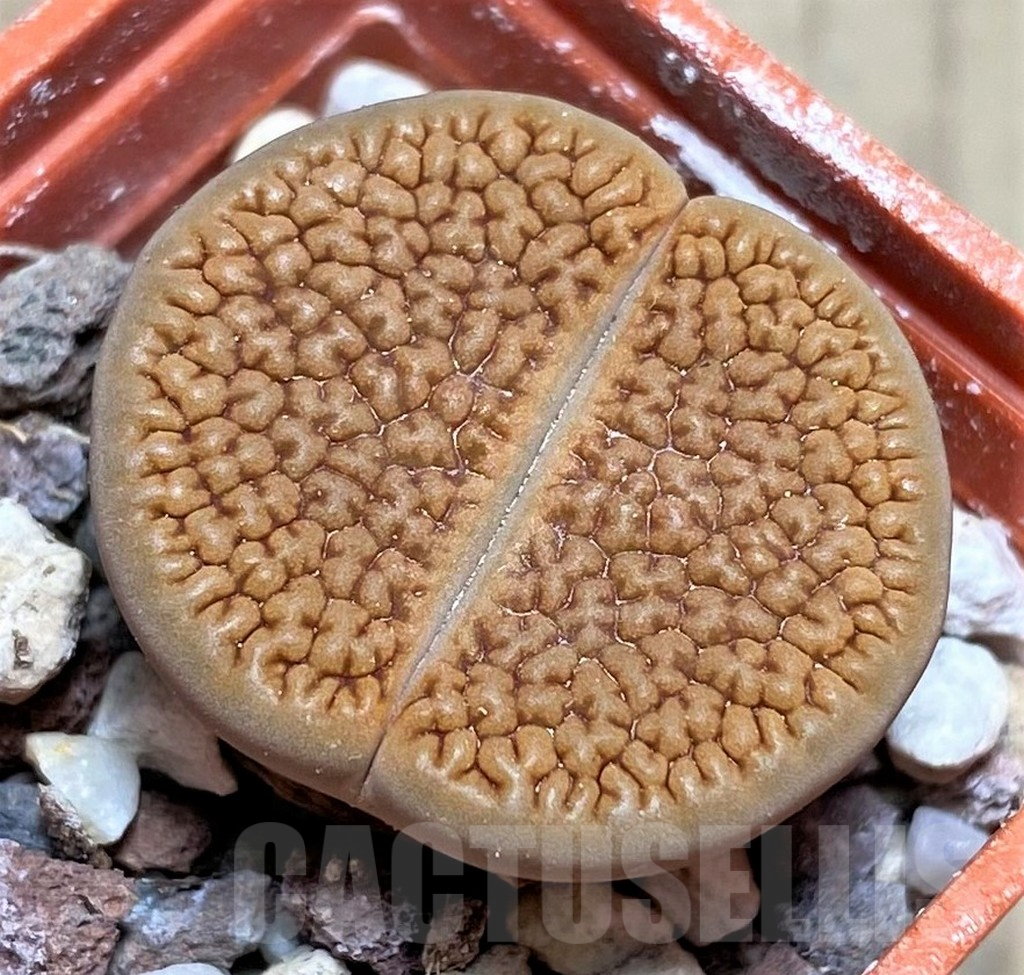 SHPR26920 Lithops hookeri f. vermiculate C336, SH1698