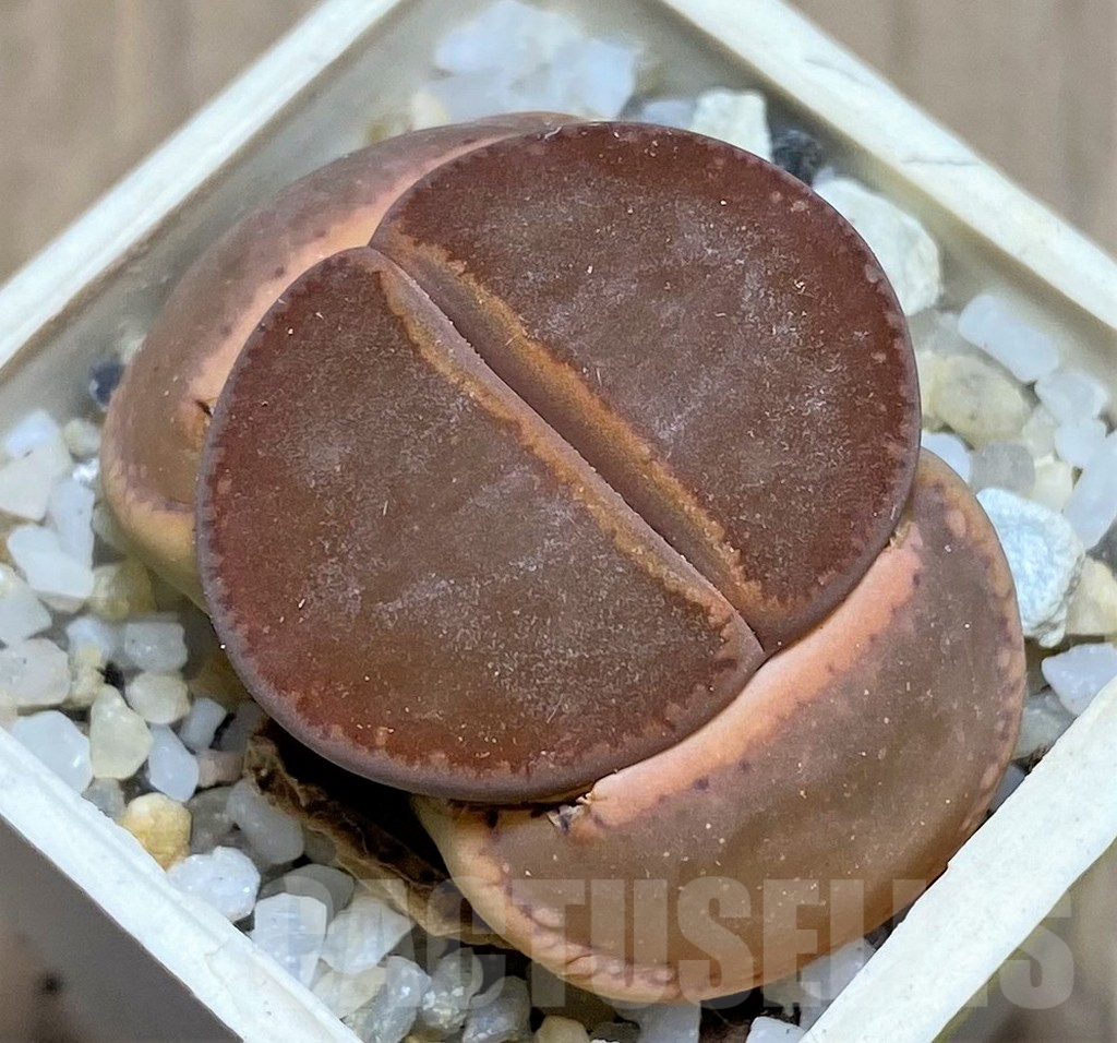 SHPR26921 Lithops aucampiae 'Nugget'