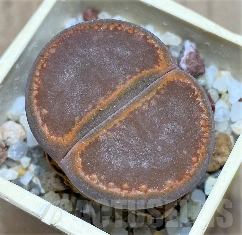 SHPR26922 Lithops aucampiae 'Nugget'