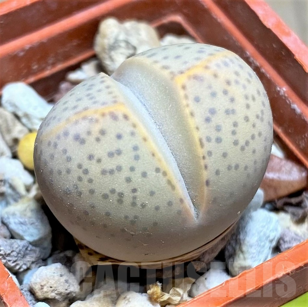 SHPR26923 Dinteranthus wilmotianus -Augrabies falls-