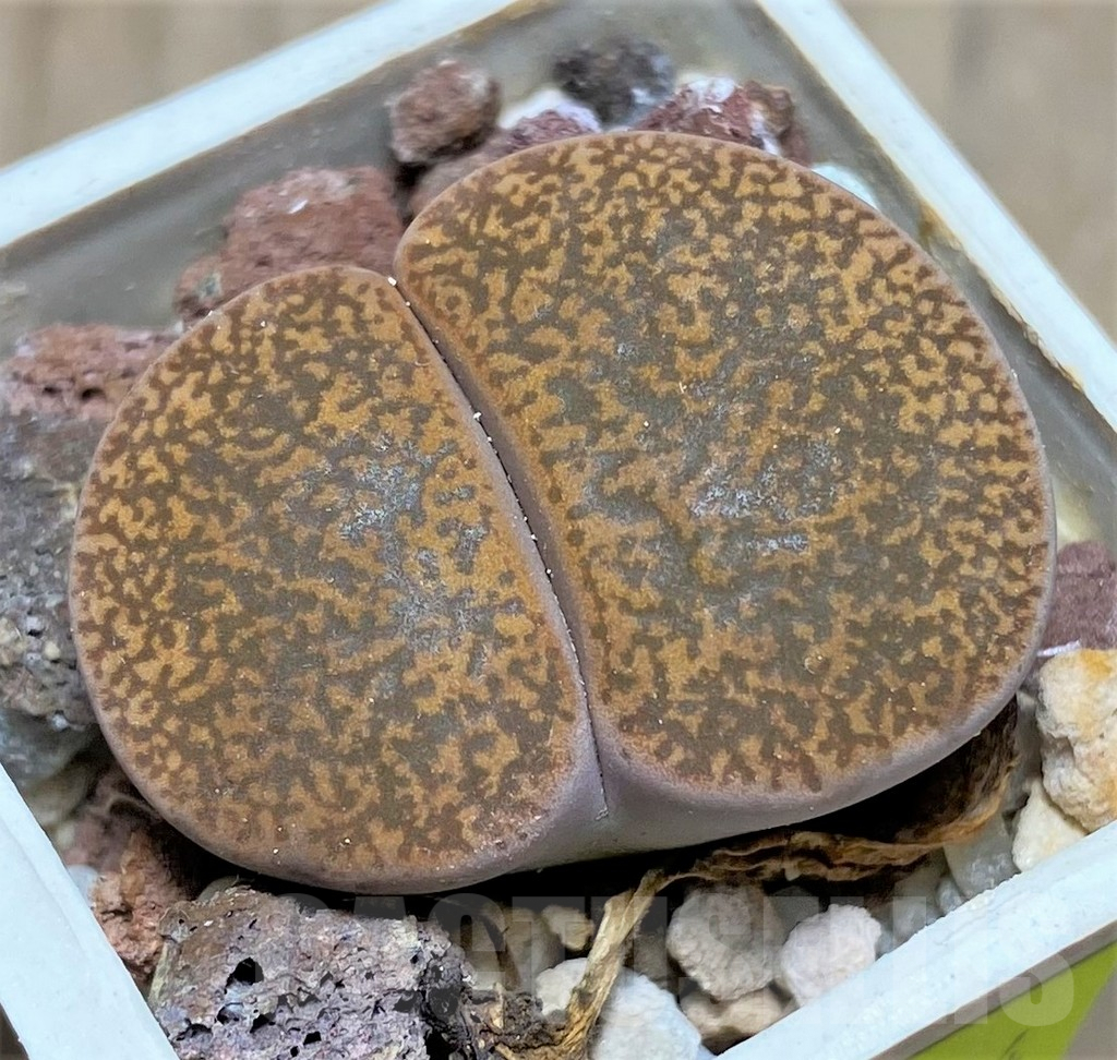 SHPR26924 Lithops lesliei 'Warrenton' C096