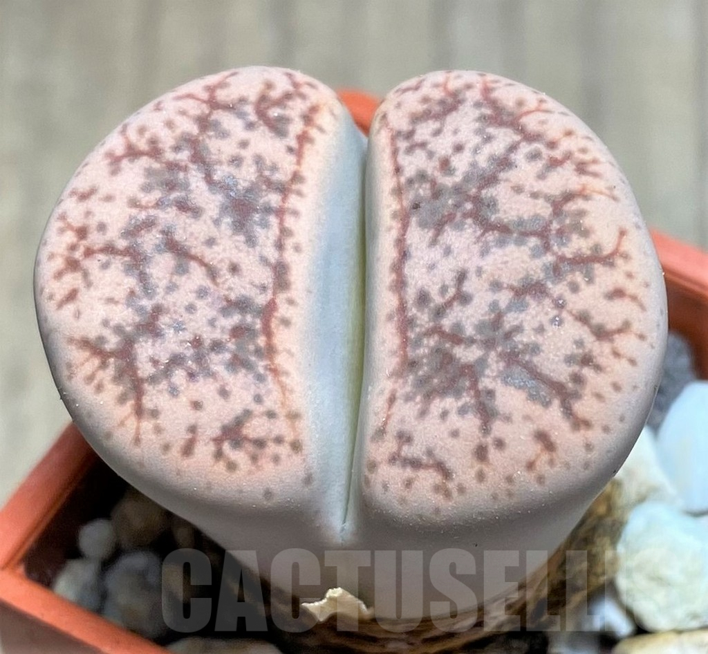 SHPR26925 Lithops gesinae v. annae C078