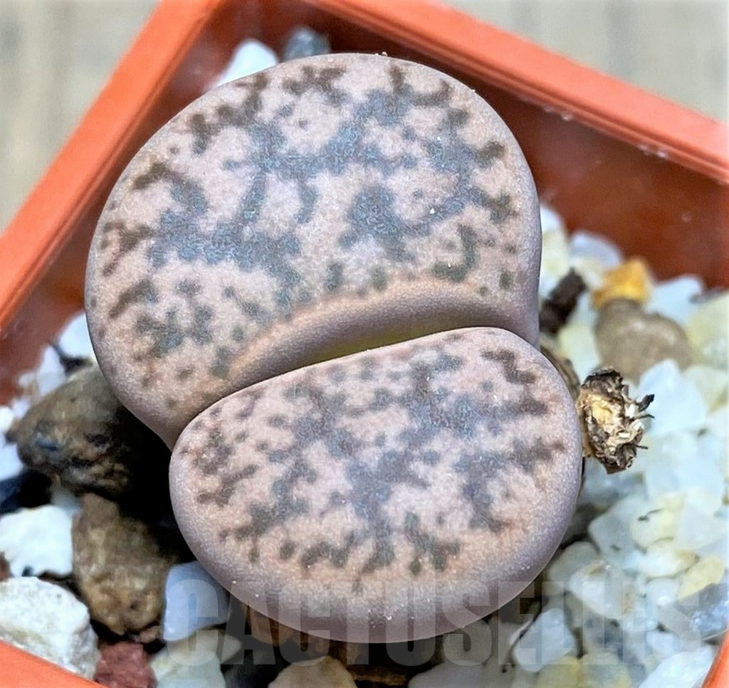SHPR26926 Lithops gesinae v. annae C078