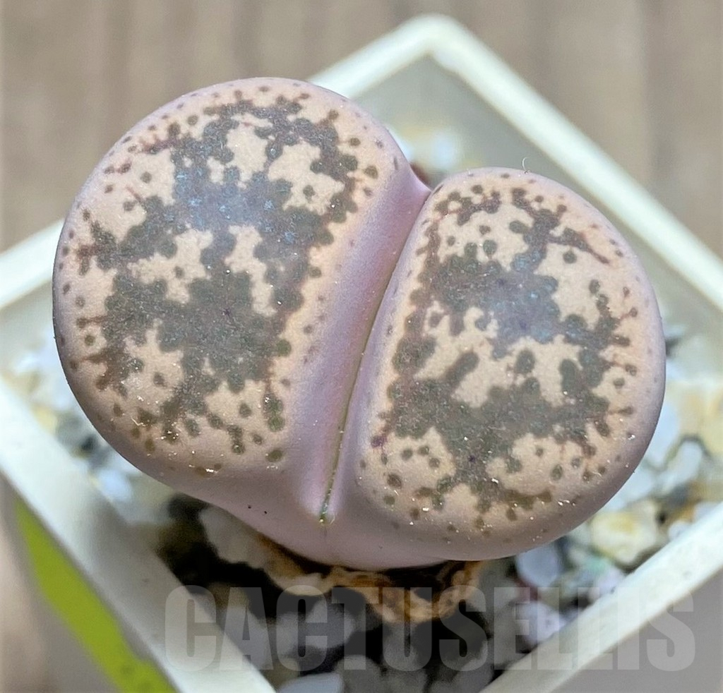 SHPR26927 Lithops gesinae v. annae C078