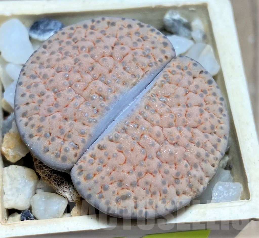 SHPR26928 Lithops fulviceps v. lactinea