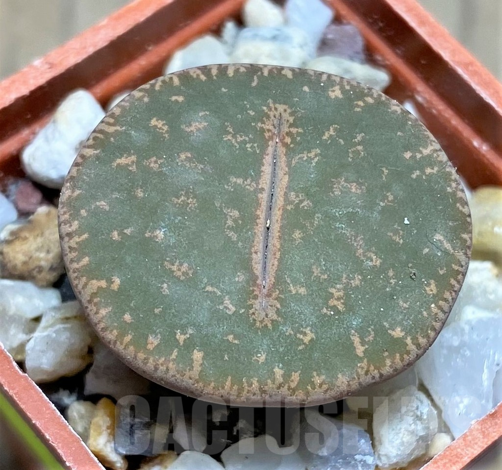 SHPR26929 Lithops lesliei SH 1699 -45km Walwater-