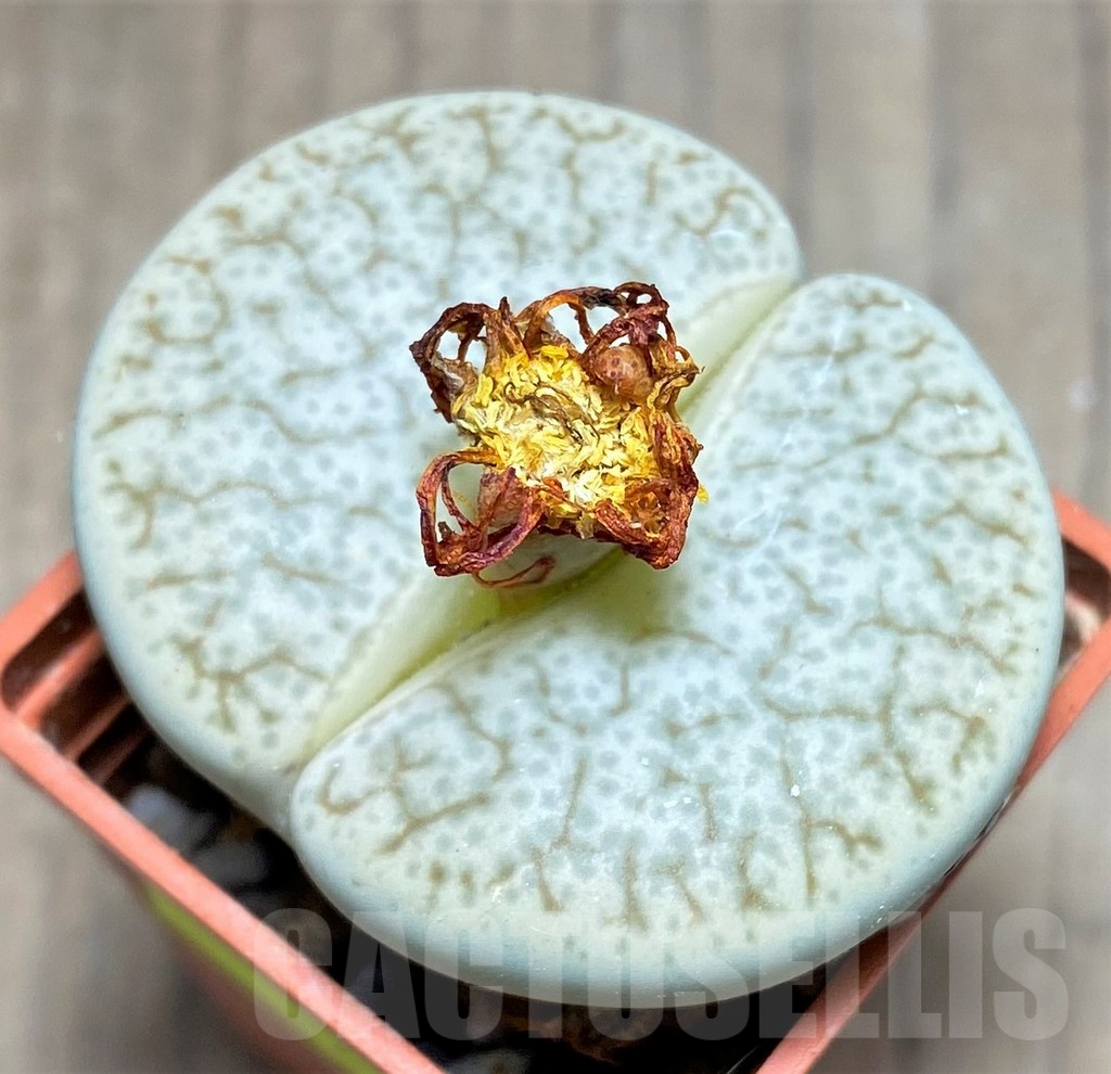 SHPR26930 Lithops pseudotruncatella