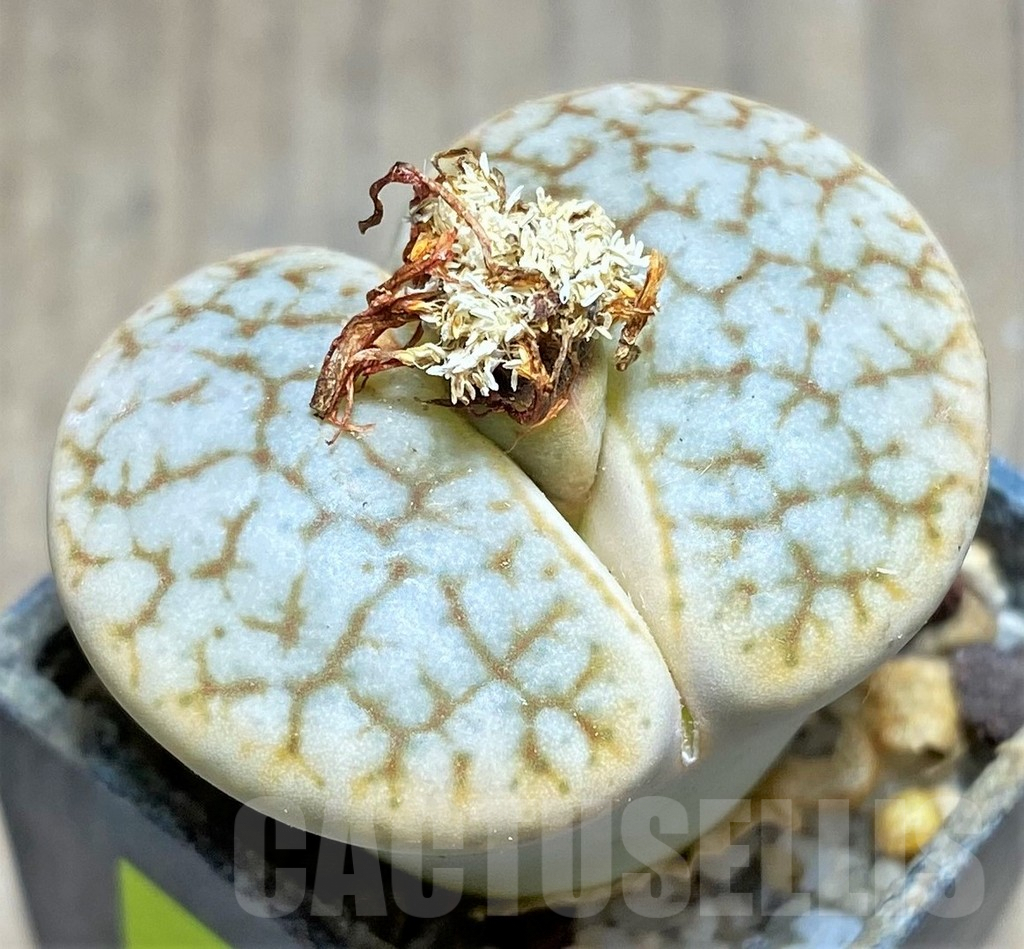 SHPR26931 Lithops pseudotruncatella