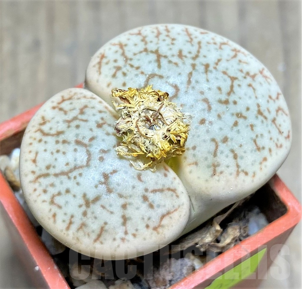 SHPR26932 Lithops pseudotruncatella