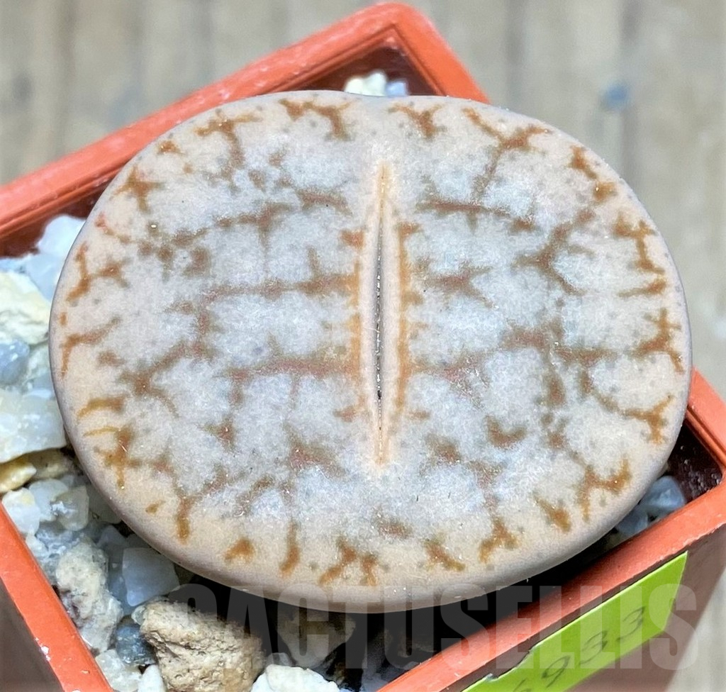 SHPR26933 Lithops pseudotruncatella C264