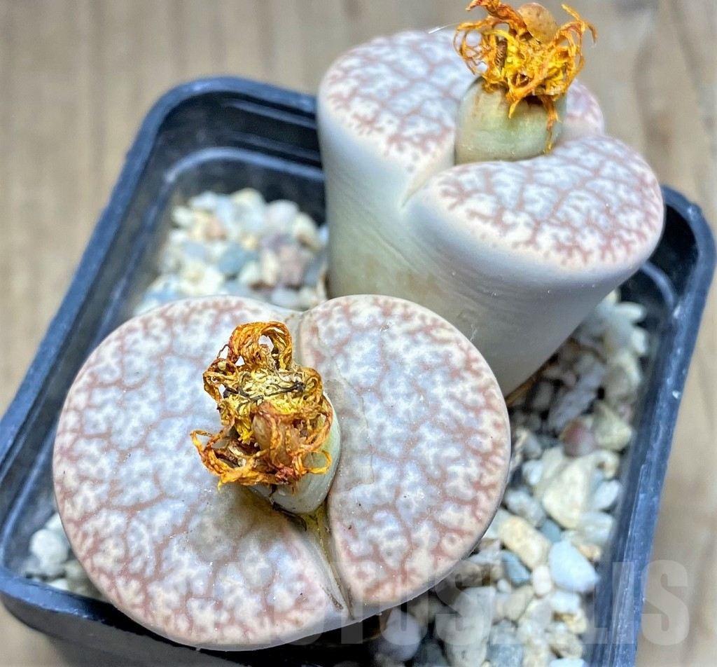 SHPR26935 Lithops pseudotruncatella