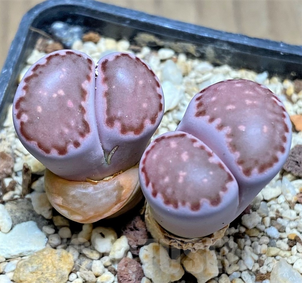 SHPR26936 Lithops salicola 'Bacchus' x julii