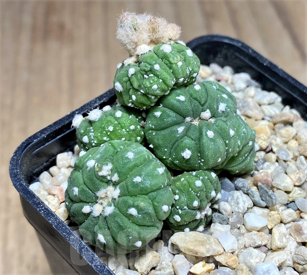 SHPR26960 Astrophytum asterias ‘Kikko Lizard Skin’ - Зображення 2