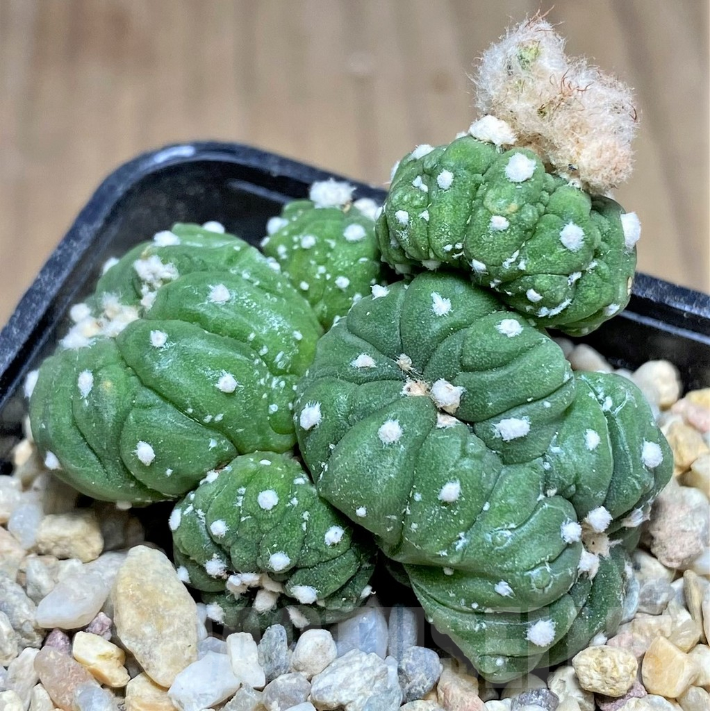 SHPR26960 Astrophytum asterias ‘Kikko Lizard Skin’