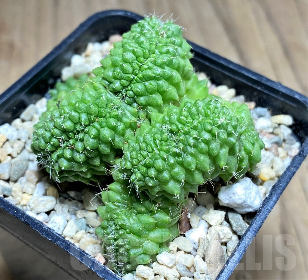 SHPR26961 Mammillaria bucareliensis f. cristata - immagine 2
