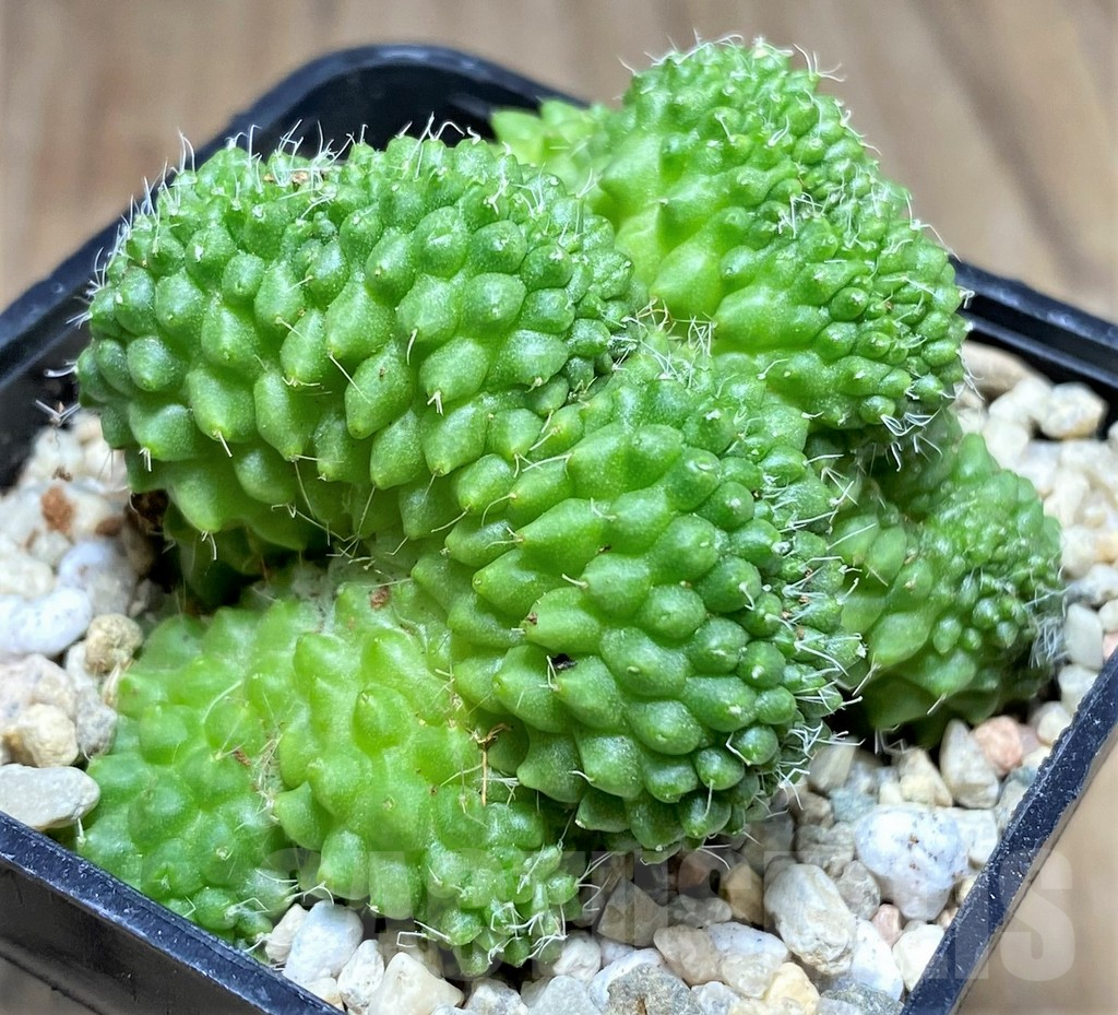 SHPR26961 Mammillaria bucareliensis f. cristata