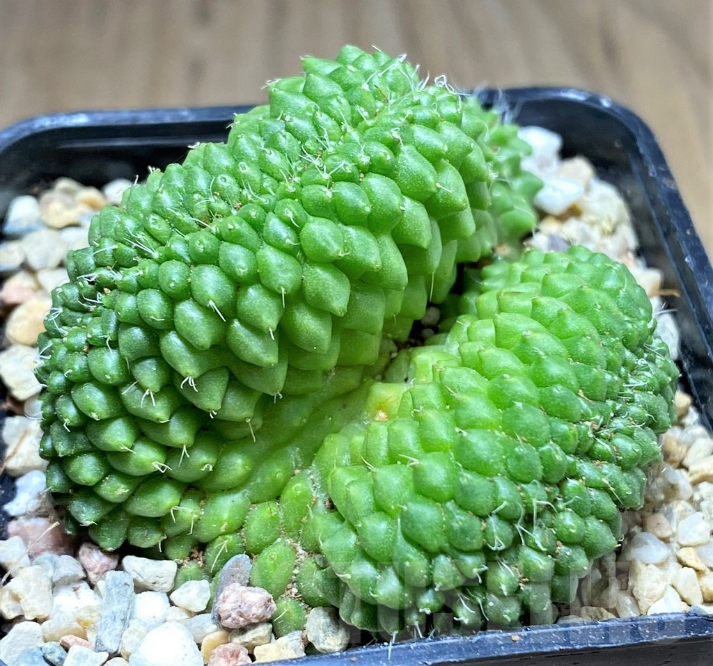 SHPR26964 Mammillaria bucareliensis f. cristata