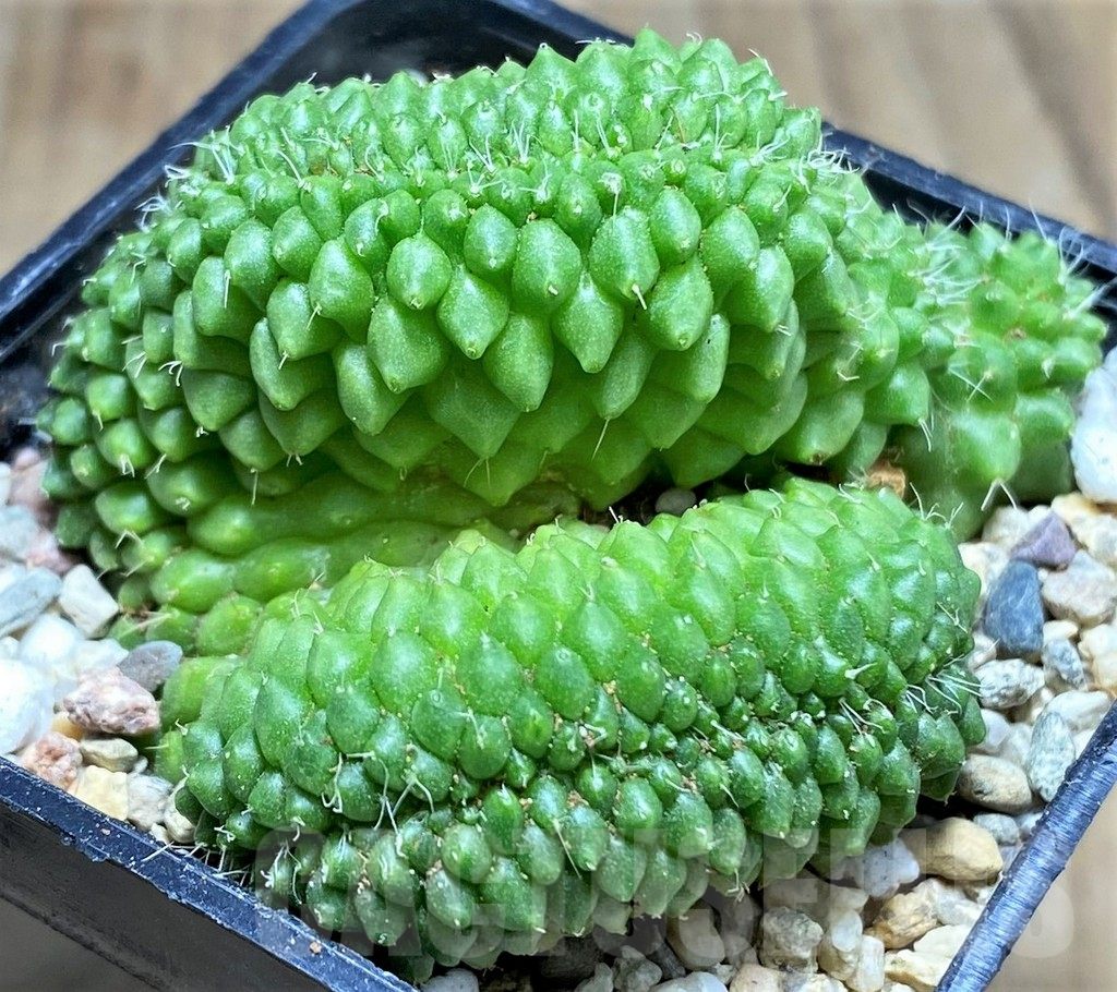 SHPR26964 Mammillaria bucareliensis f. cristata - Image 2