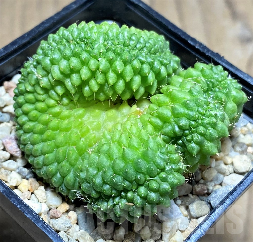 SHPR26965 Mammillaria bucareliensis f. cristata - Image 2