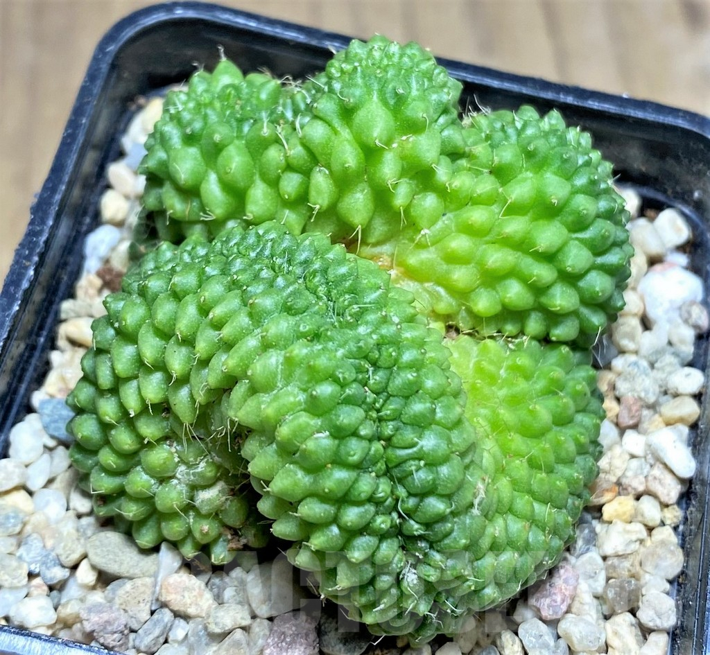 SHPR26965 Mammillaria bucareliensis f. cristata