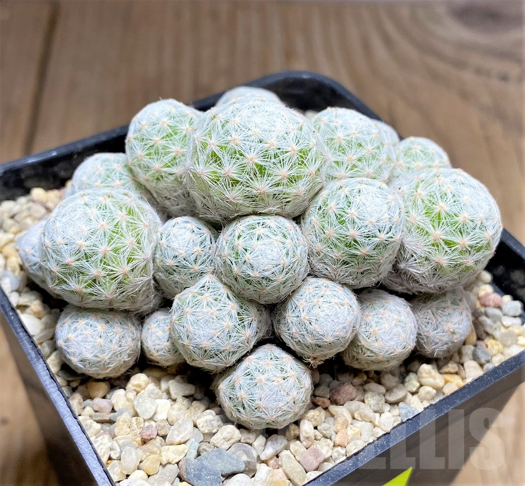 SHPR26966 Mammillaria humboldtii f. caespitosa - 画像 (2)