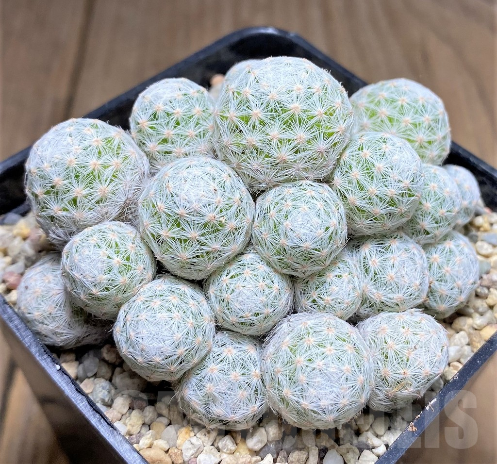 SHPR26966 Mammillaria humboldtii f. caespitosa