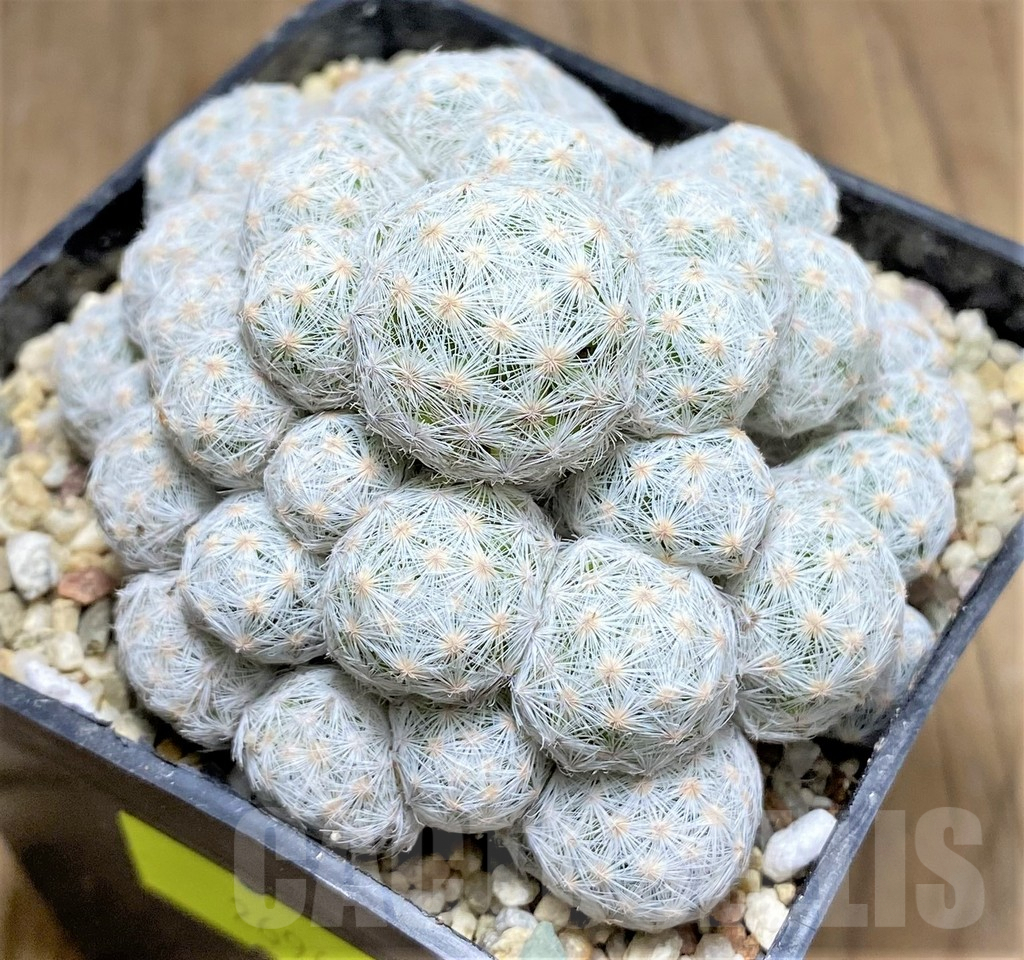 SHPR26967 Mammillaria humboldtii f. caespitosa - Image 2