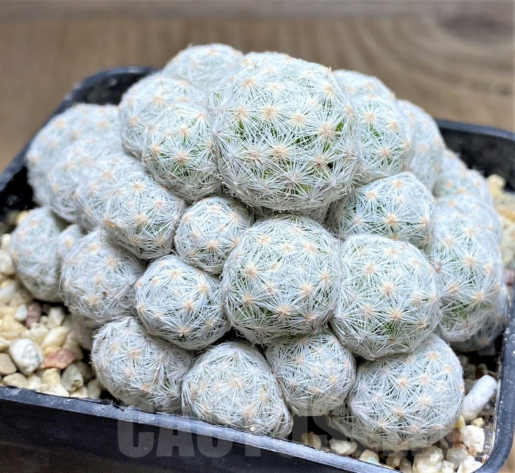 SHPR26967 Mammillaria humboldtii f. caespitosa