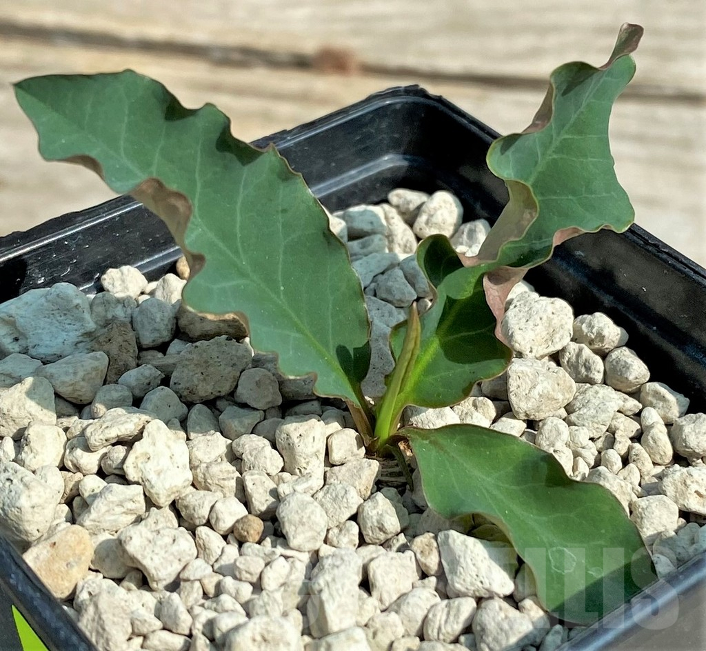 SHPR27027 Euphorbia sp. nova lawantii n.n. aff. moratii - Image 2