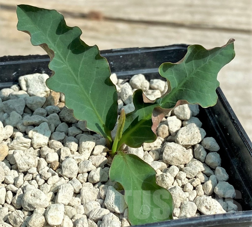 SHPR27027 Euphorbia sp. nova lawantii n.n. aff. moratii