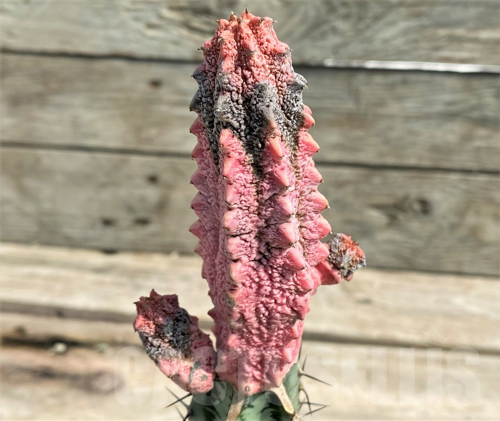 SHPR27028 Euphorbia abdelkuri 'Damask', grafted