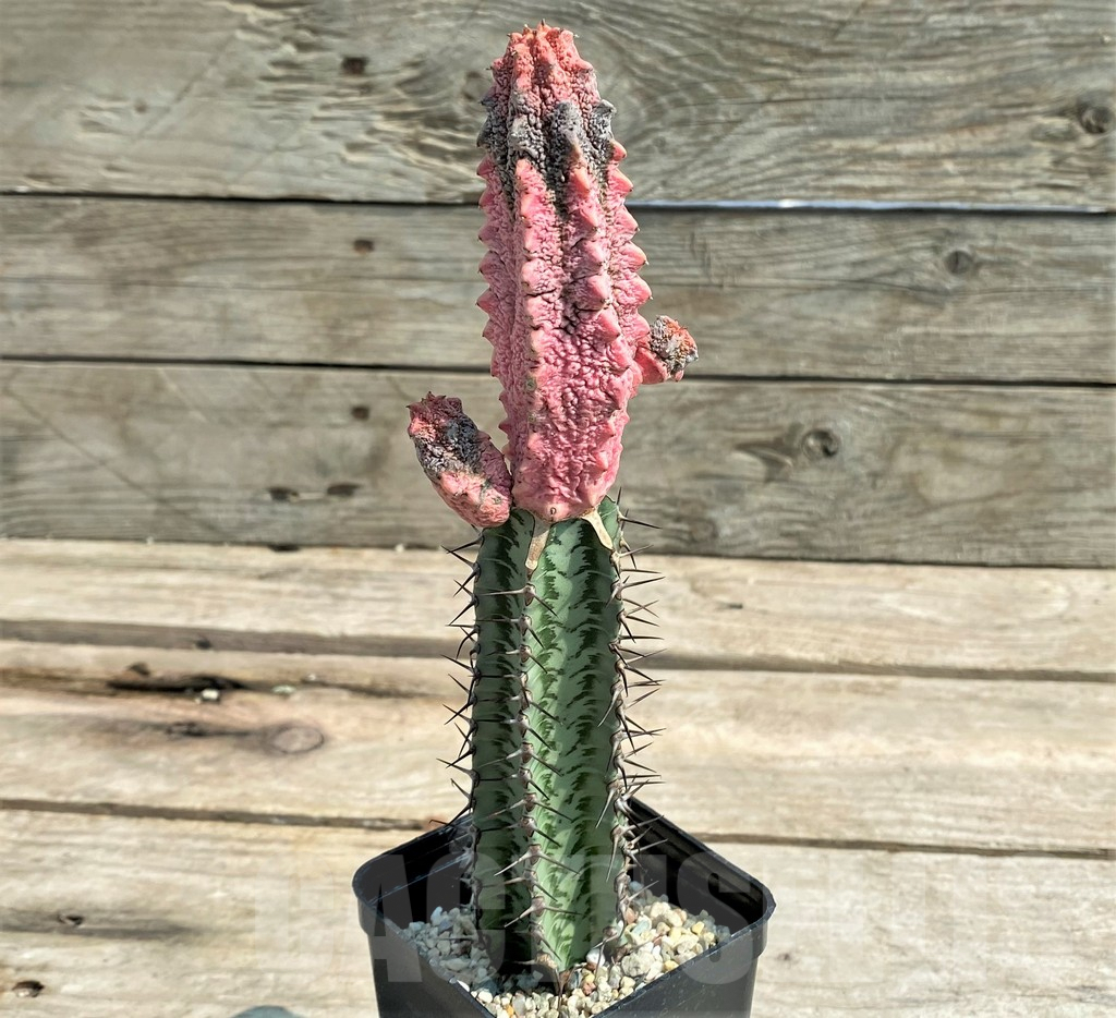 SHPR27028 Euphorbia abdelkuri 'Damask', grafted - Image 2