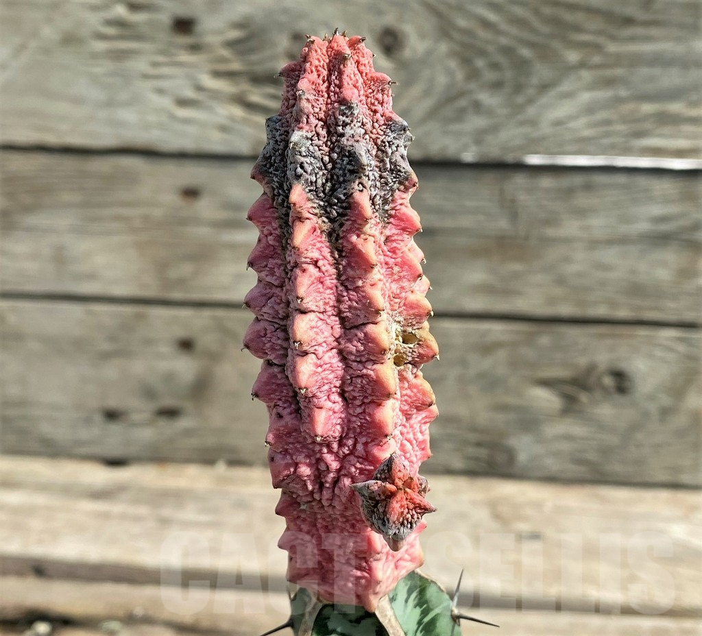 SHPR27028 Euphorbia abdelkuri 'Damask', grafted - Image 3