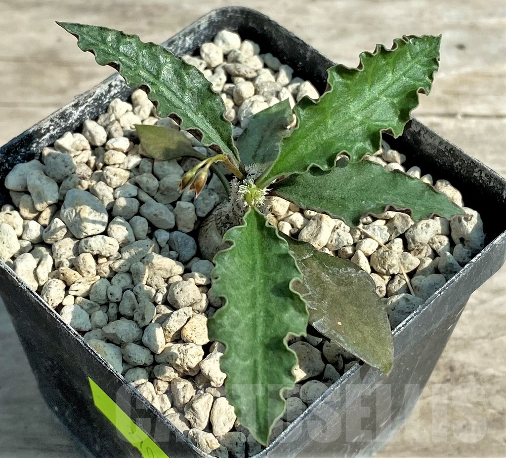 SHPR27029 Euphorbia ambovombensis