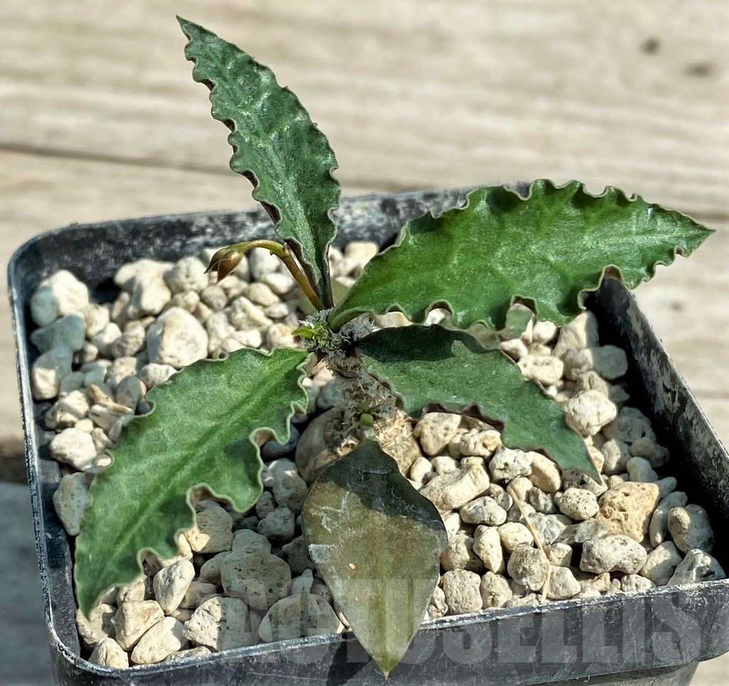 SHPR27029 Euphorbia ambovombensis – Bild 2