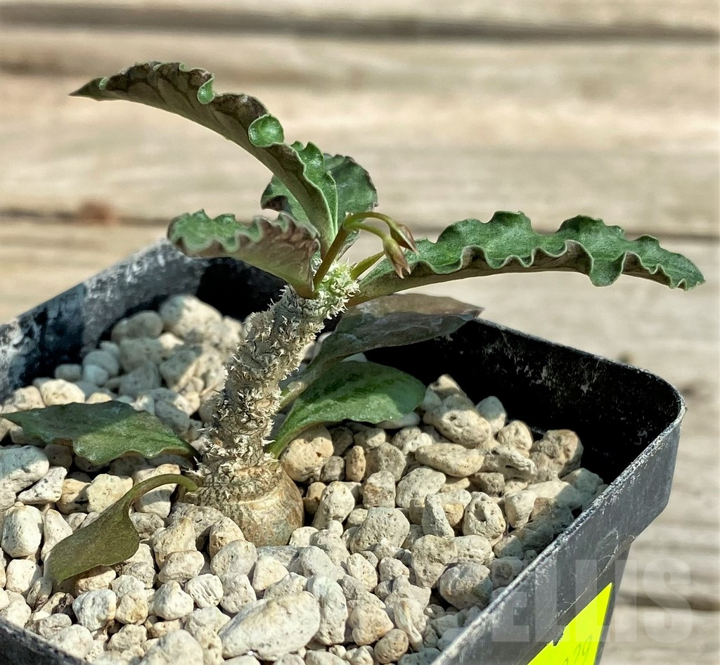 SHPR27029 Euphorbia ambovombensis – Bild 3