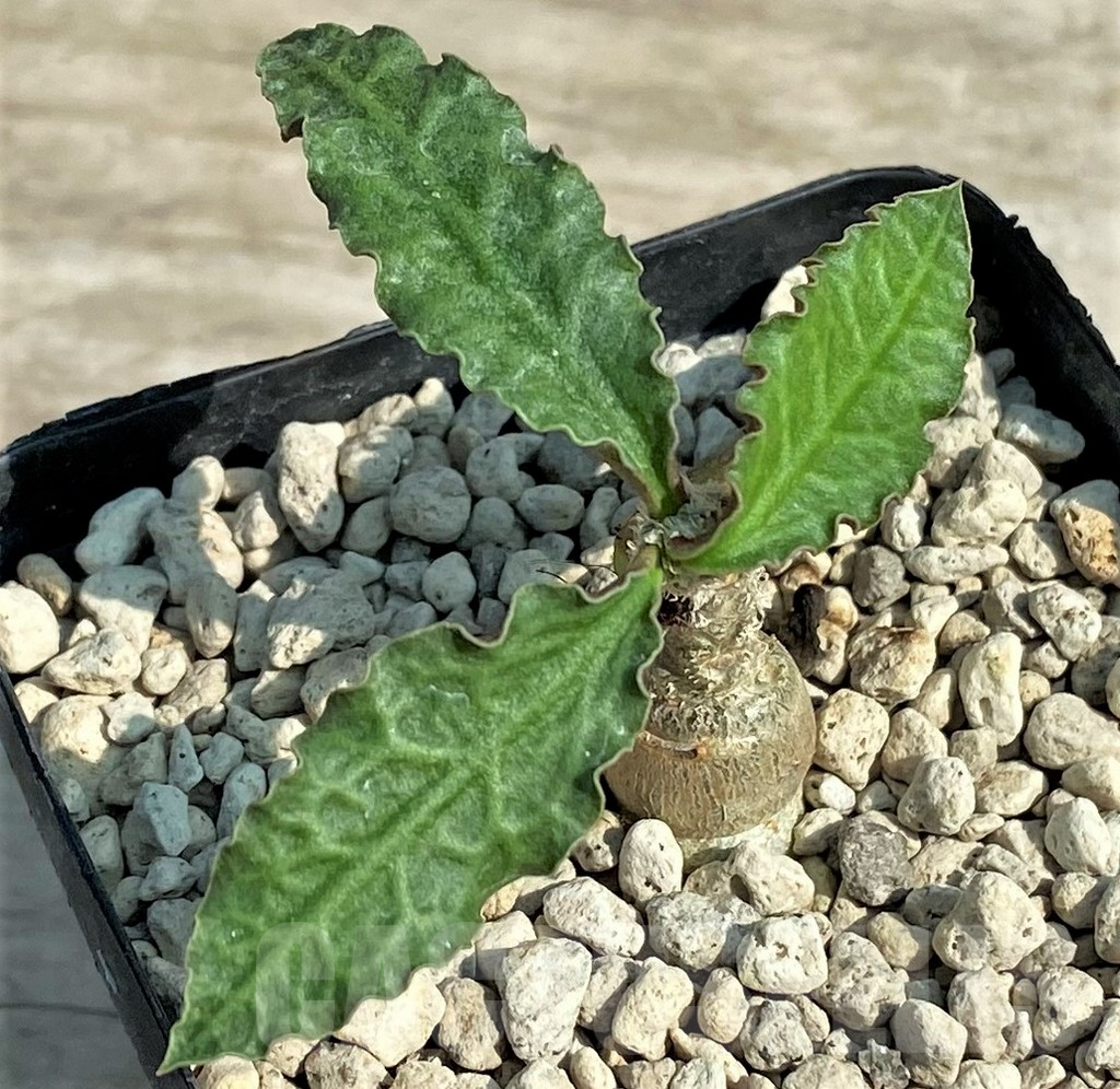 SHPR27030 Euphorbia ambovombensis - Image 2