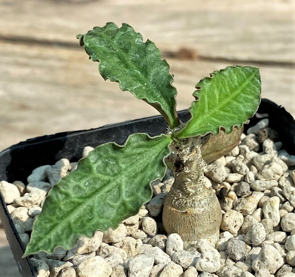 SHPR27030 Euphorbia ambovombensis