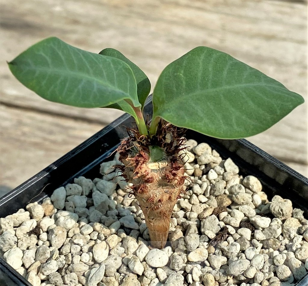 SHPR27031 Euphorbia aff. neohumbertii, red flower - Obrázek 2