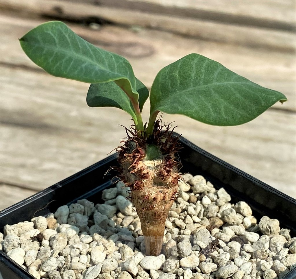 SHPR27031 Euphorbia aff. neohumbertii, red flower