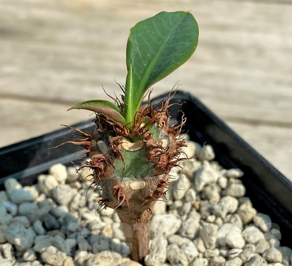 SHPR27032 Euphorbia sp. nova aff. aureoviridiflora - Obrázek 2